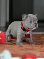 Female Lilac DOB 05.18.2026 | French bulldog puppy, a female French Bulldog for sale in Cumming, GA – 4 of 9