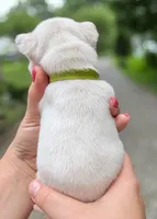 Platinum French Bulldog Boy DOB 06.09.2026, a female French Bulldog for sale in Cumming, GA – 2 of 7