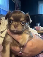 Zircon , a female Chihuahua for sale in Hubbell, MI – 2 of 5