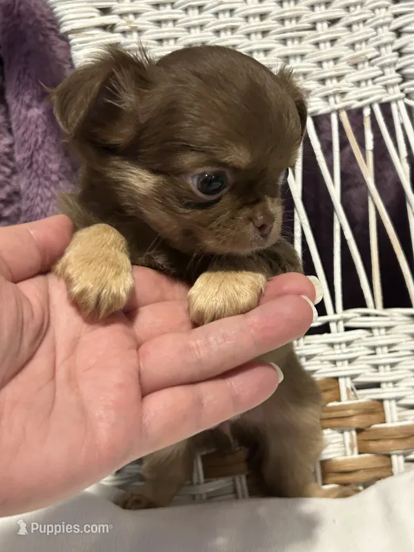 Zircon  – Chihuahua puppy for sale in Hubbell, MI
