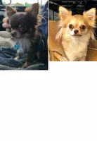 Zircon , a female Chihuahua for sale in Hubbell, MI – 3 of 5