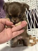 Zircon , a female Chihuahua for sale in Hubbell, MI – 4 of 5
