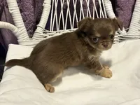 Zircon , a female Chihuahua for sale in Hubbell, MI – 5 of 5