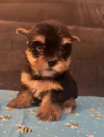 Puppy boy 1, a male Yorkshire Terrier for sale in Houston, TX – 4 of 5