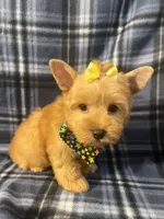 Daisy 🌼 , a female Yorkshire Terrier for sale in Houston, TX – 2 of 10