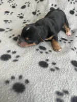 Puppy boy 1, a male Yorkshire Terrier for sale in Houston, TX – 3 of 3