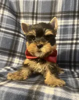 Myles, a male Yorkshire Terrier for sale in Houston, TX – 3 of 10