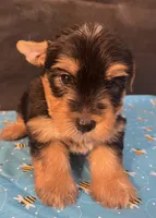Puppy boy 2, a male Yorkshire Terrier for sale in Houston, TX – 7 of 7
