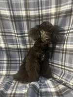 Smoke, a male Poodle - Miniature  for sale in Houston, TX – 2 of 9