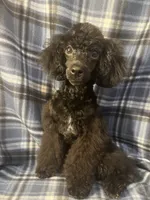 Smoke, a male Poodle - Miniature  for sale in Houston, TX – 3 of 9