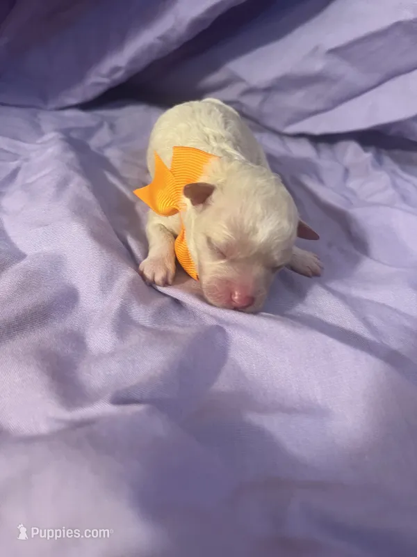 Baby girl 3 – Poodle - Miniature  puppy for sale in Houston, TX