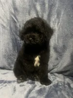 Smoke, a male Poodle - Miniature  for sale in Houston, TX – 8 of 9