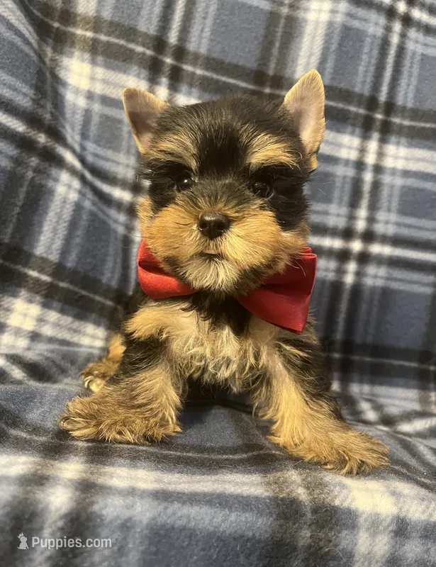 Myles – Yorkshire Terrier puppy for sale in Houston, TX