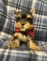 Myles, a male Yorkshire Terrier for sale in Houston, TX – 1 of 10