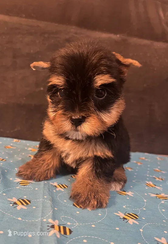 Puppy boy 1 – Yorkshire Terrier puppy for sale in Houston, TX