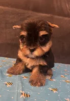 Puppy boy 1, a male Yorkshire Terrier for sale in Houston, TX – 2 of 5