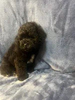 Smoke, a male Poodle - Miniature  for sale in Houston, TX – 6 of 9