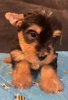 Puppy boy 2, a male Yorkshire Terrier for sale in Houston, TX – 3 of 7