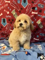 processed/cf4c3379-1f66-4adf-92eb-c4c4c84e5ae2/listing/1e21e16c-4483-440b-b7ff-ebe4bb22a2eb/20fbaeb9-be89-4896-a5ae-17e6c84f719a