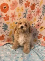 processed/cf4c3379-1f66-4adf-92eb-c4c4c84e5ae2/listing/1e21e16c-4483-440b-b7ff-ebe4bb22a2eb/54ca5cfb-0ac1-41fd-850f-1f370eae7209