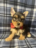 Major, a male Yorkshire Terrier for sale in Houston, TX – 2 of 9