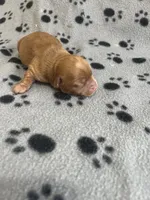 Puppy girl 2, a female Yorkshire Terrier for sale in Houston, TX – 3 of 3