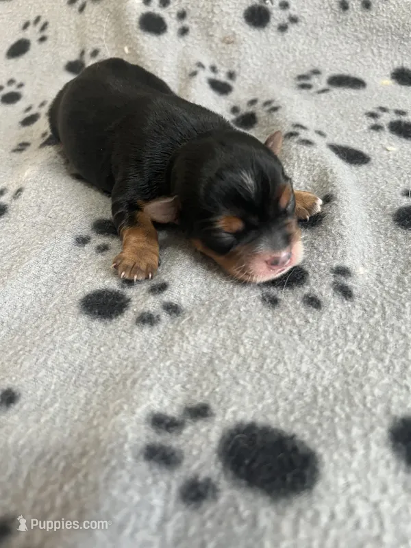 Puppy Girl 1 – Yorkshire Terrier puppy for sale in Houston, TX