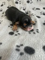 Puppy Girl 1, a female Yorkshire Terrier for sale in Houston, TX – 1 of 4