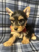 Major, a male Yorkshire Terrier for sale in Houston, TX – 8 of 9