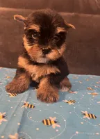 Puppy boy 1, a male Yorkshire Terrier for sale in Houston, TX – 3 of 5