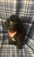 Smoke, a male Poodle - Miniature  for sale in Houston, TX – 6 of 10