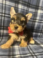 Major, a male Yorkshire Terrier for sale in Houston, TX – 9 of 9