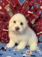 Flash, a male Poodle - Miniature  for sale in Houston, TX – Photo 6 of 10