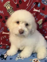 Flash, a male Poodle - Miniature  for sale in Houston, TX – Photo 2 of 10