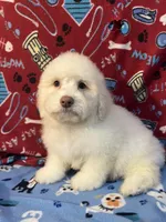 Flash, a male Poodle - Miniature  for sale in Houston, TX – Photo 7 of 10