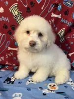 Flash, a male Poodle - Miniature  for sale in Houston, TX – Photo 1 of 10