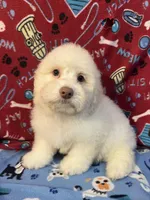 Flash, a male Poodle - Miniature  for sale in Houston, TX – Photo 5 of 10