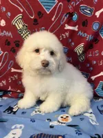Flash, a male Poodle - Miniature  for sale in Houston, TX – Photo 9 of 10
