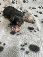 Puppy Girl 1, a female Yorkshire Terrier for sale in Houston, TX – 2 of 4
