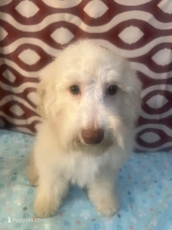 FIRE – Poodle - Miniature  puppy for sale in Houston, TX