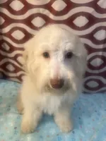 FIRE, a male Poodle - Miniature  for sale in Houston, TX – Photo 1 of 10