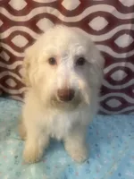 FIRE, a male Poodle - Miniature  for sale in Houston, TX – Photo 4 of 10