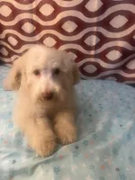 FIRE, a male Poodle - Miniature  for sale in Houston, TX – Photo 8 of 10