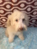 FIRE, a male Poodle - Miniature  for sale in Houston, TX – Photo 3 of 10