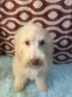 FIRE, a male Poodle - Miniature  for sale in Houston, TX – Photo 9 of 10