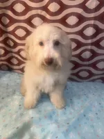 FIRE, a male Poodle - Miniature  for sale in Houston, TX – Photo 7 of 10