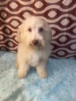 FIRE, a male Poodle - Miniature  for sale in Houston, TX – Photo 2 of 10