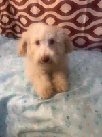 FIRE, a male Poodle - Miniature  for sale in Houston, TX – Photo 10 of 10