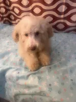 FIRE, a male Poodle - Miniature  for sale in Houston, TX – Photo 6 of 10