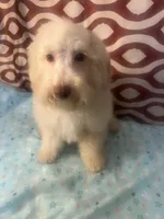 FIRE, a male Poodle - Miniature  for sale in Houston, TX – Photo 5 of 10